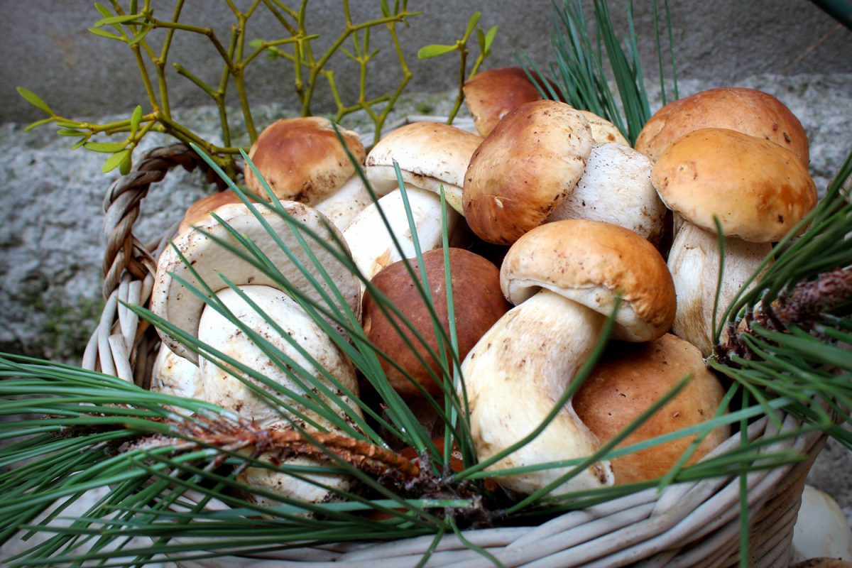 ULTURA LOCAL A TRAVÉS DE LA GASTRONOMIA